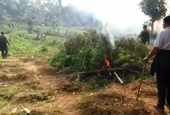 Police destroyed around 1.40 lakhs Cannabis plants in Madhupur